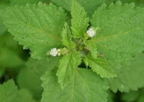 Health Benefits of Patchouli Essential Oil