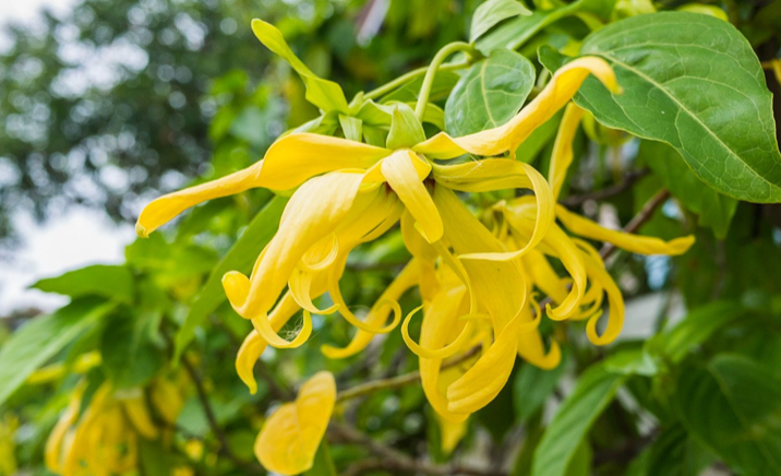 Health Benefits of Ylang Ylang Essential Oil
